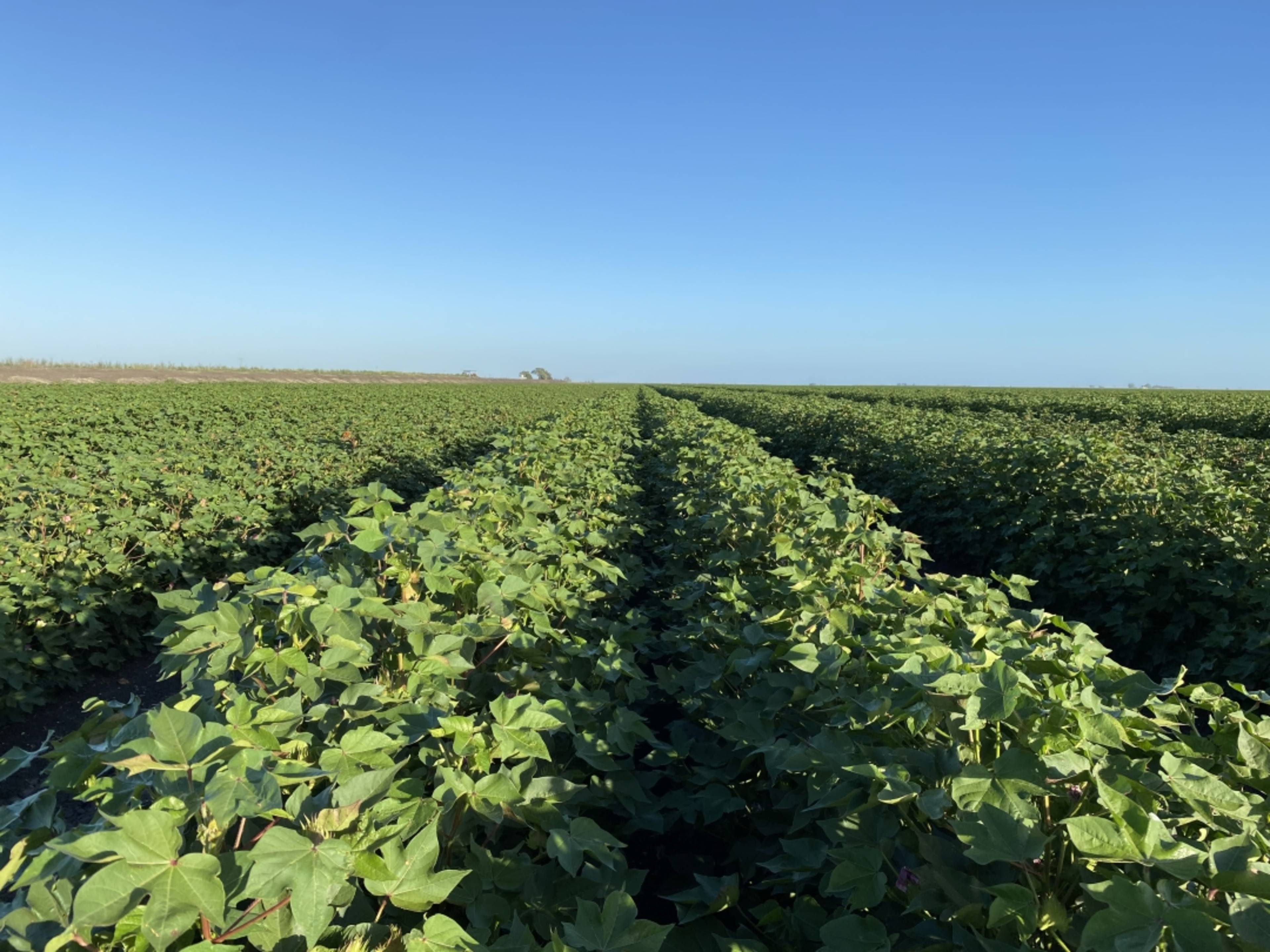 Wynola Aggregation, 245 DOOLEY ROAD JLL Properties AU